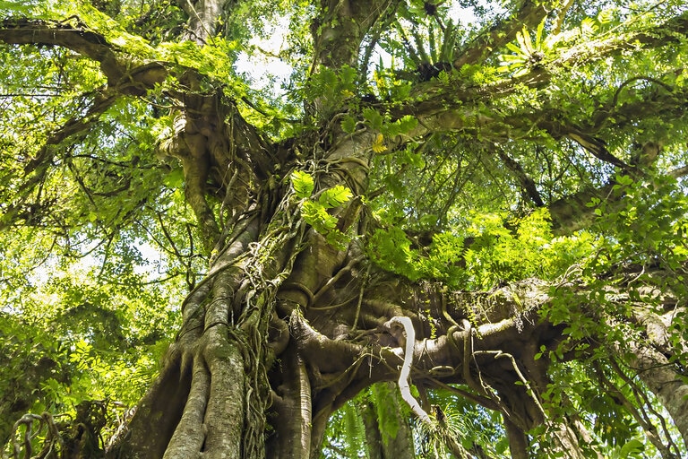 Banyan Tree Bali