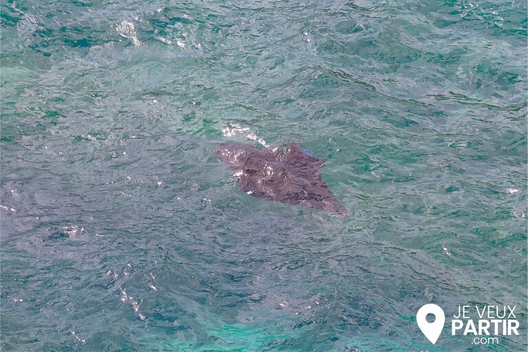 raies manta Nusa Penida