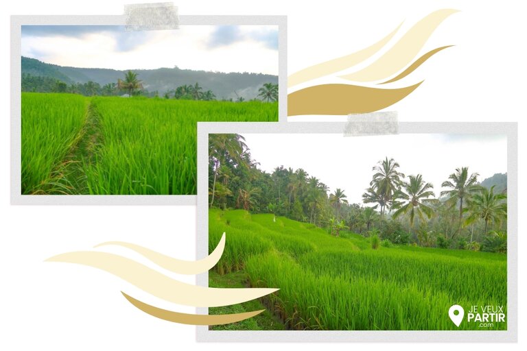 rizières Munduk