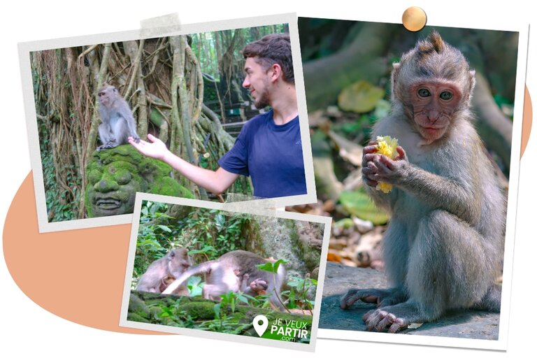 forêt des singes ubud