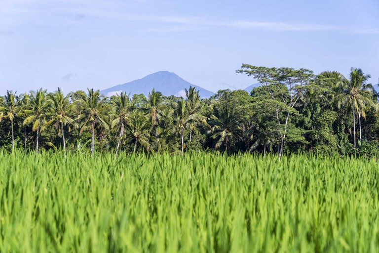 rizières Bali