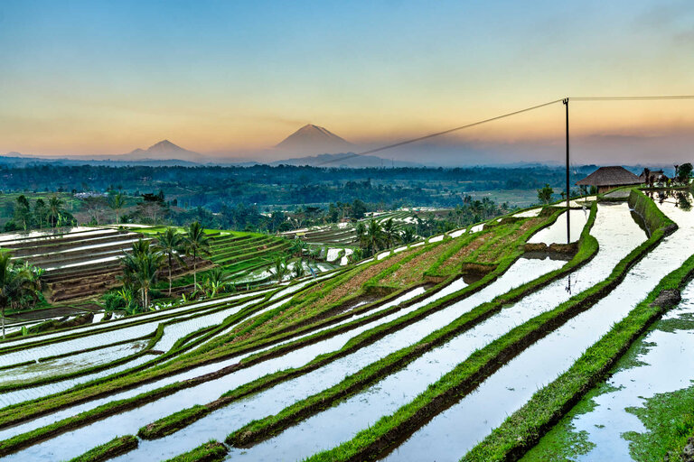 rizières Jatiluwih Bali