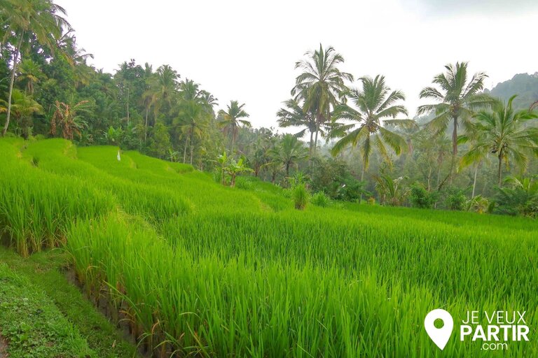 rizières Munduk Bali