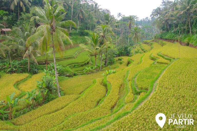 rizières de Tegalalang Bali