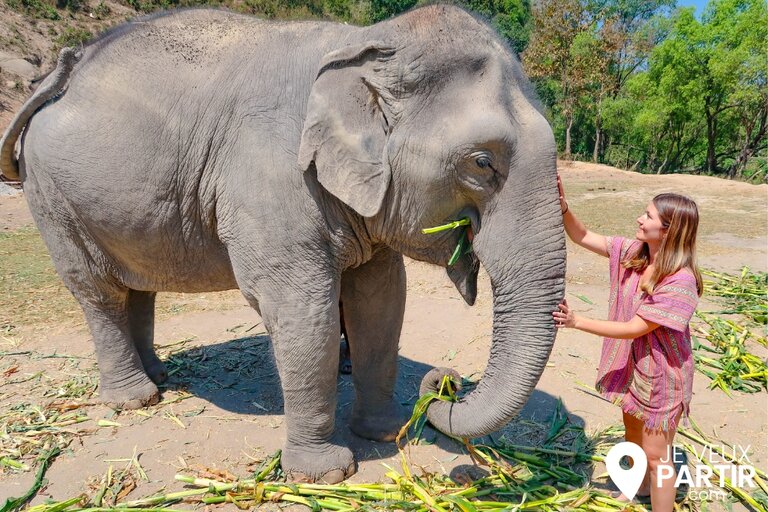 éléphants de Thaïlande