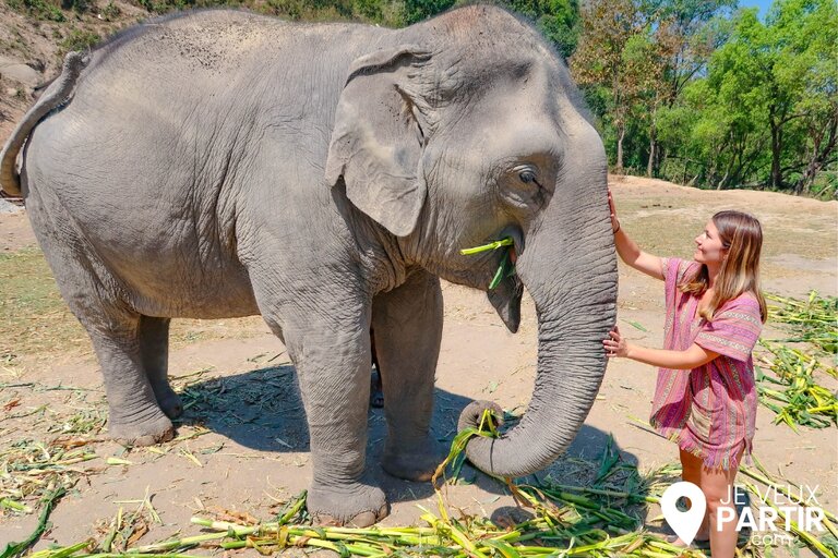 sanctuaire éléphants thaïlande