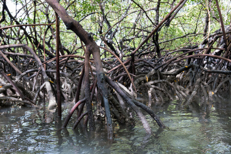 Mangrove