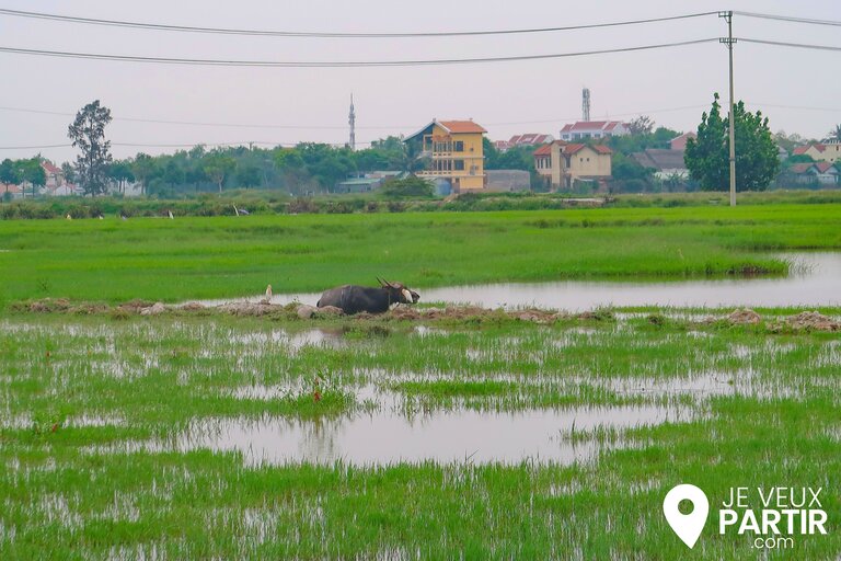 buffles d'eau de Chau Doc Vietnam