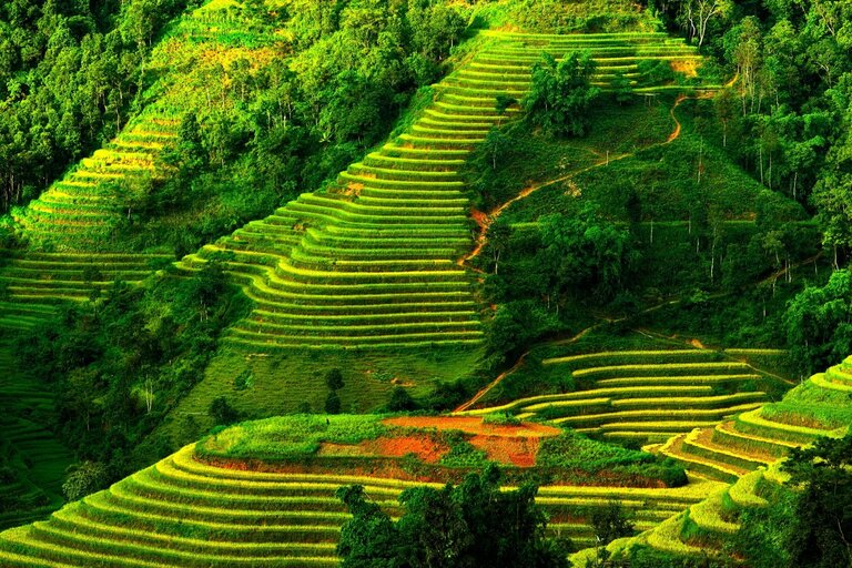 rizières de Hoang Su Phi, Nord Vietnam