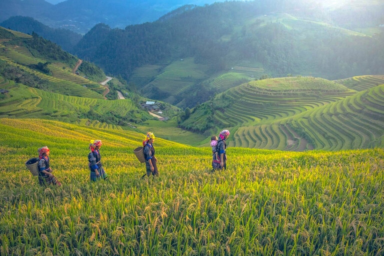 rizières de Sapa, Nord Vietnam