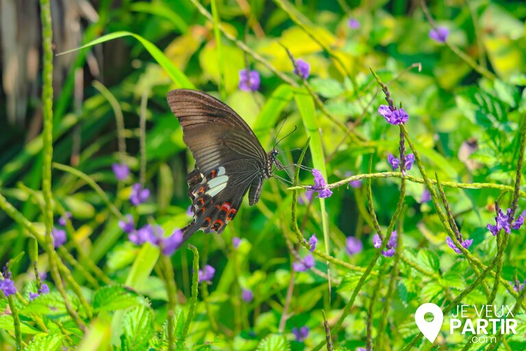 Papillons Son Tra Da Nang