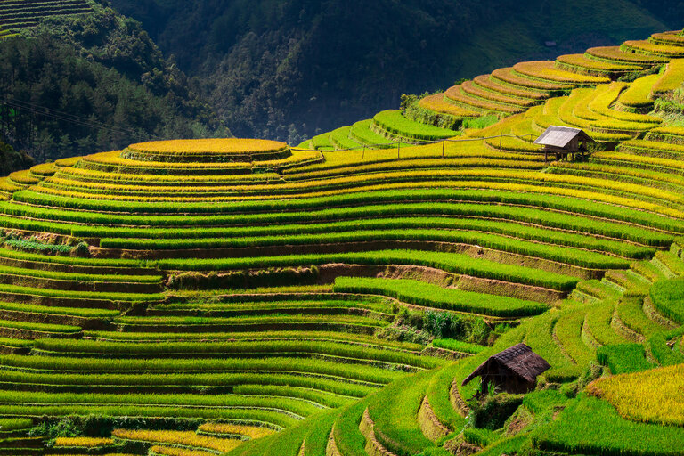 rizières de Mu Cang Chai, Nord Vietnam