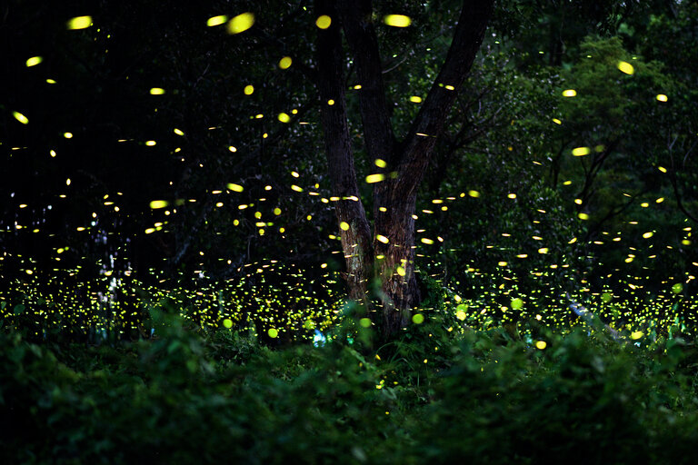 Firefly à Kuala Selangor Malaisie
