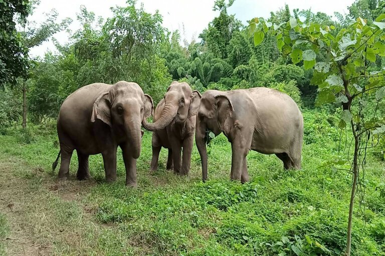 Éléphant Haven sanctuaire thaïlande 