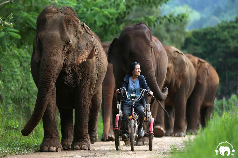 Éléphant Nature Park Thaïlande