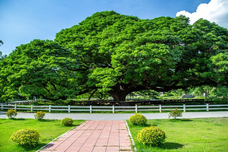 Giant Monkey Pod Tree Thaïlande