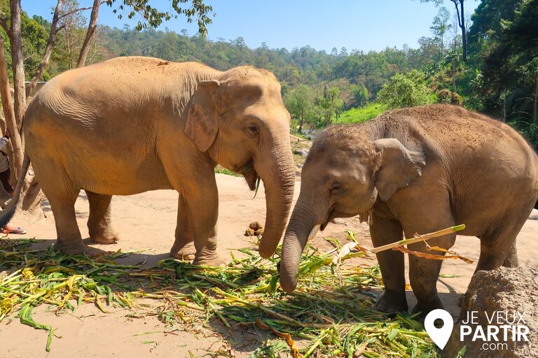 Sanctuaire éléphant thaïlande